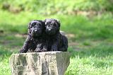 BOUVIER DES FLANDRES 446